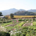 Napa Valley the Way I Remembered Napa Valley the Way I Remembered