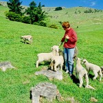 Special Air Fare to New Zealand Special Air Fare to New Zealand