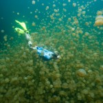 Personalized Tours: Snorkeling in Palau and Yap Personalized Tours: Snorkeling in Palau and Yap