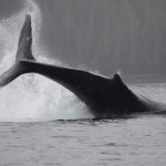 King Pacific Lodge: Whales in the Wilderness