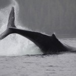 King Pacific Lodge: Whales in the Wilderness King Pacific Lodge: Whales in the Wilderness