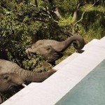 South Africa Safari Trip Report