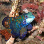 Scuba Diving Lembeh Strait, Indonesia