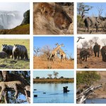 Botswana Family Safari