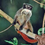 Manu National Park – Wildly Amazing Peru Manu National Park – Wildly Amazing Peru