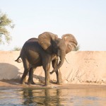 Zambia Safari – Hippos & Crocs & Kudus!