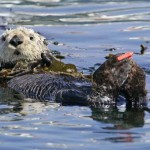 Monterey, CA – Wildlife, Great Food & More