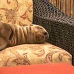 Best Hotel Suites Near La Jolla Cove, San Diego Best Hotel Suites Near La Jolla Cove, San Diego