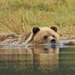 Grizzly Bears, Eagles & Whales – Oh My!