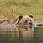 Grizzly Bears, Eagles & Whales – Oh My! Grizzly Bears, Eagles & Whales – Oh My!