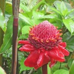 Hilo Hawaii – Best Authentic (Logo Free) B&B Hilo Hawaii – Best Authentic (Logo Free) B&B