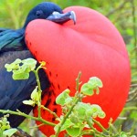 Galapagos Islands for Authentic Travelers