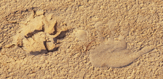 On a Zambia walking safari, I pressed my hand in the sand next to a lion paw print.  