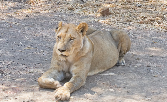 In Zambia, safari vehicles allow guests to get very close to wildlife like this lion.