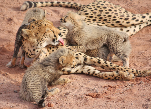 Abu Dhabi - These cheetah cubs were born on Sir Bani Yas Island as the result of a successful breeding program.