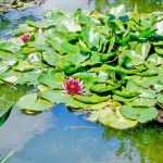Giverny –  Monet’s Garden Travel Tips
