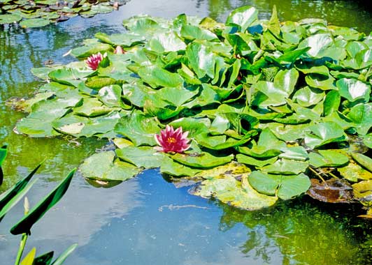 Paintings of the Giverny lily ponds hang in art museums around the world.