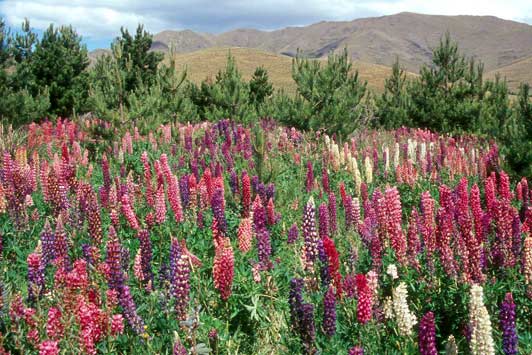 Wild Lupine blooming in Burkes Pass on the South Island in December.
