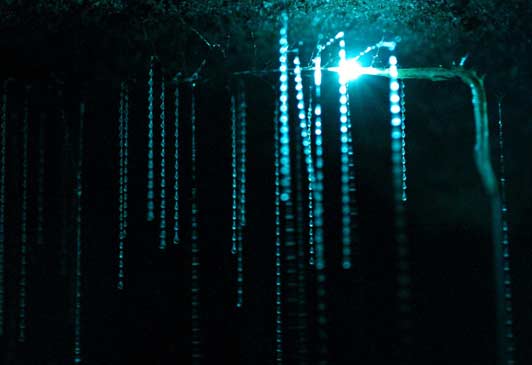 Spellbound glow worm threads.