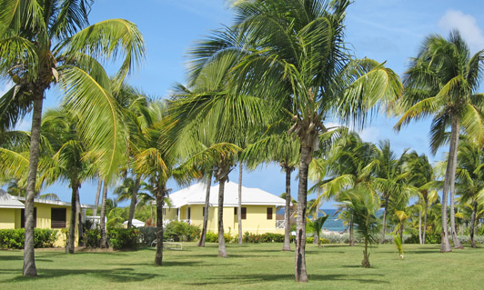 On Nevis, no building can be taller than a coconut palm - like these at Nisbet Plantation Beach Club.