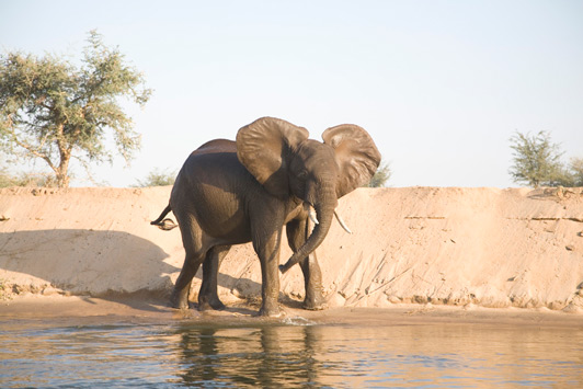 Zambia safari: Elephants swim out to islands in the Lower Zambezi to feasr on soft grasses.