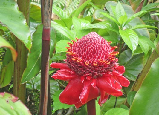 Torch ginger, Hawaii Tropical Botanical Garden.