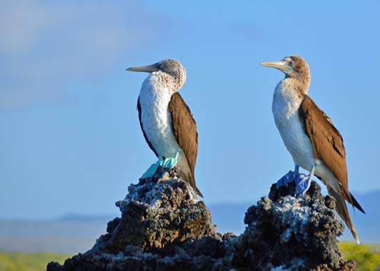 Galapagos icons: a pair of blue footed boobies.