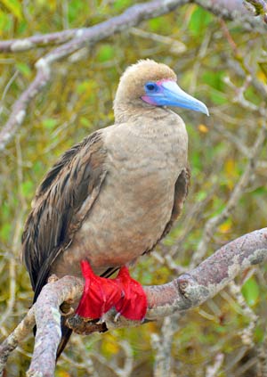 A red footed booby.