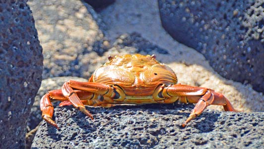 Sally lightfoot crabs can be seen on the shoreline of every island.