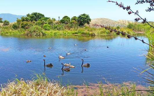 Majestic water fowl and native plants thrive in the Waikanae Estuary.