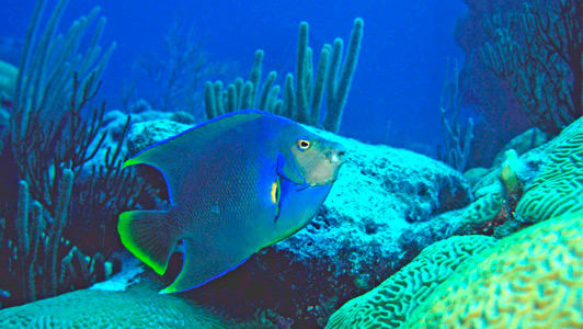 A beautiful coral reef teeming with sealife is just steps from the beach in front of the best Bermuuda hotel.