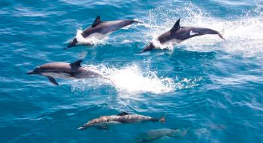 ba_A_whalewatching11_025