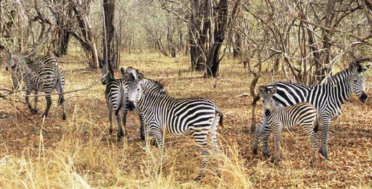 Bucket-List-Travel-The-average-size-dazzle---or-herd---of-zebras-in-South-Luanga-National-Park-is-about-a-dozen