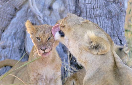 Luxury-Safari-edited-for-ALT