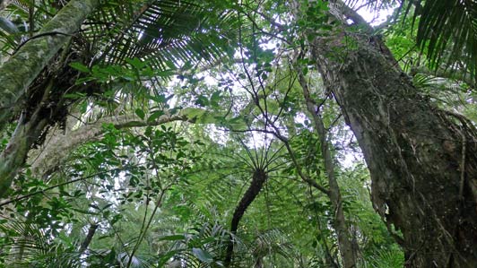 New-Zealand-North-Island-TitirangiBushFerns-edited-for-ALT