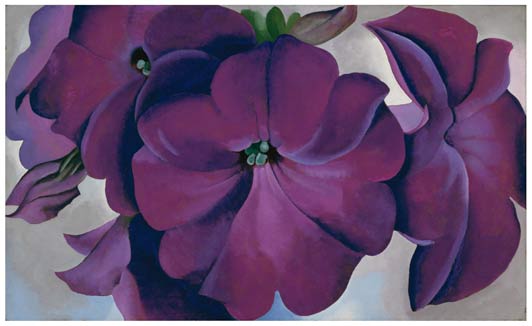 Petunias-edited-for-ALT-low-res
