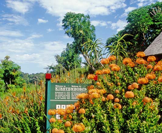 44B-4-F-Cape-Town-Kirstenbosch-edited-for-ALT