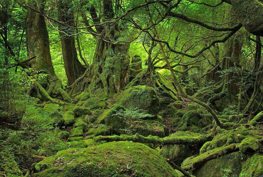 photo(2) JapanQuest Journeys Yakushima edited for ALT