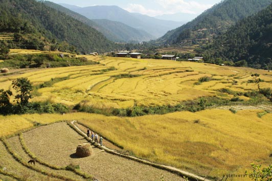Bhutan's scenic landscapes include beautiful rice paddies like this one.