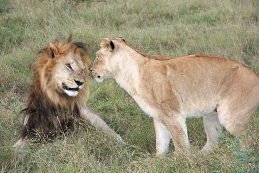 Tip for planning a Botswana trip: try to be there during lion mating season.