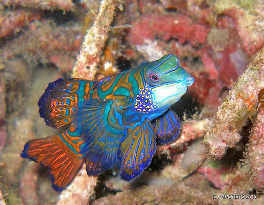 An amorous Mandarin fish waiting for suitors at dusk in Lembeh Strait. Photo credit Elaine J. Masters.